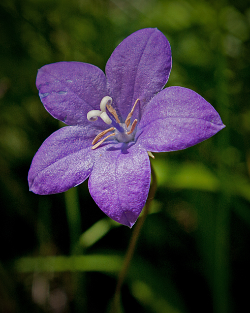 Parry Harebell 1.jpg